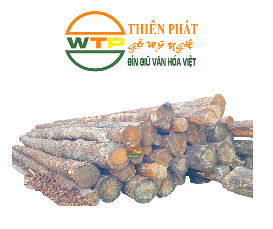 gỗ thông có mài sắc tươi sáng và trọng lượng nhẹ